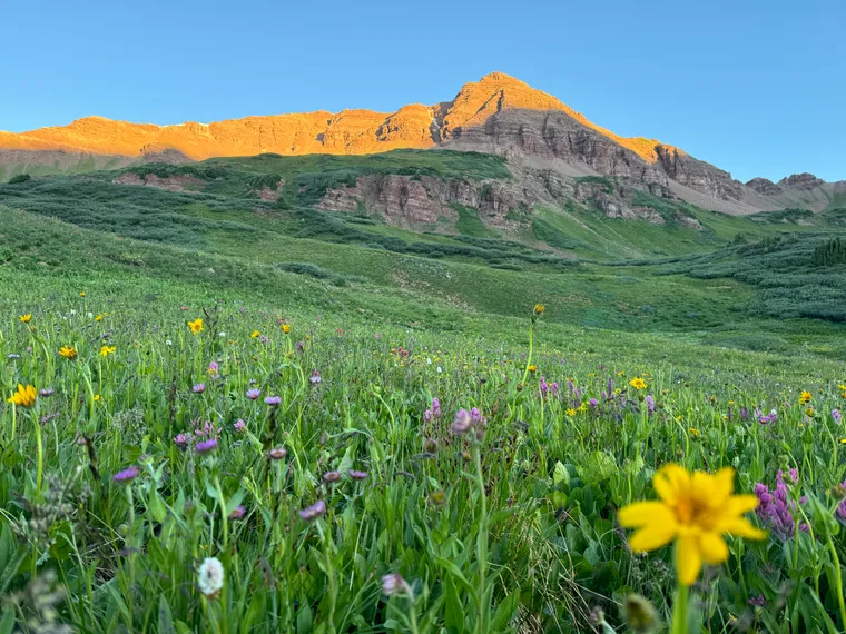 Meadow, First Light