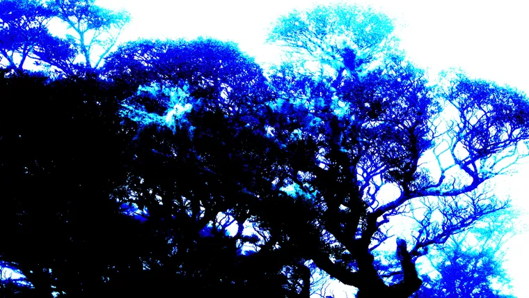 Canopy, Inverted