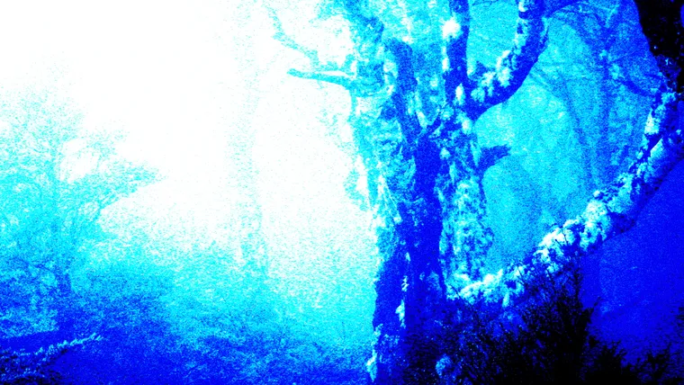 Thicket, Inverted