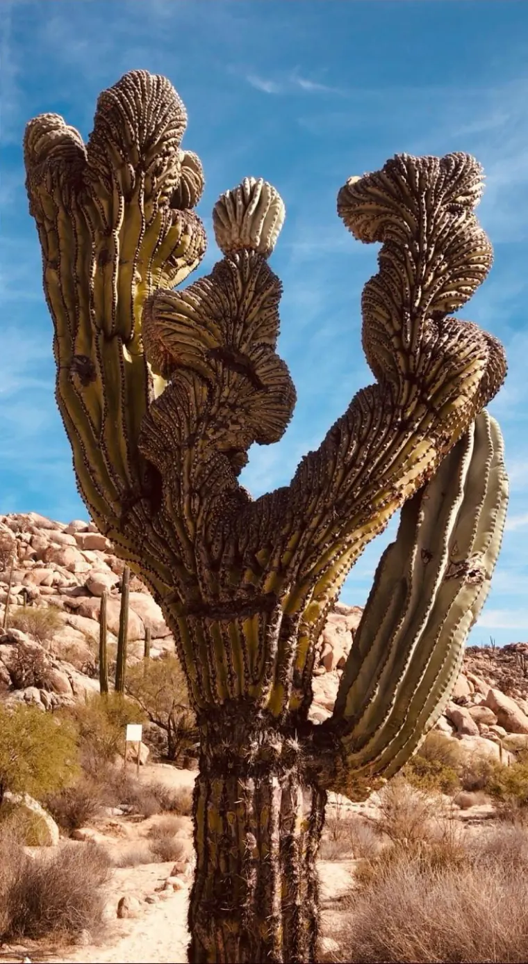 Crested Cactus