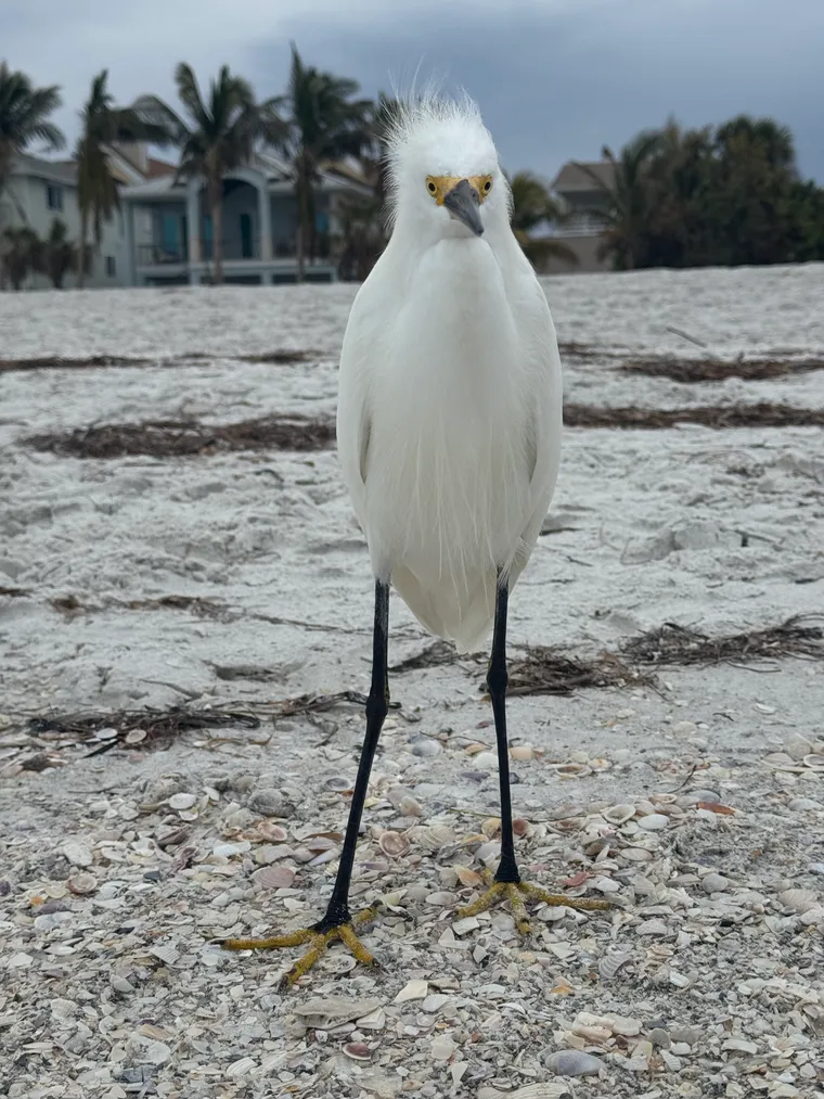 Snowy Egret