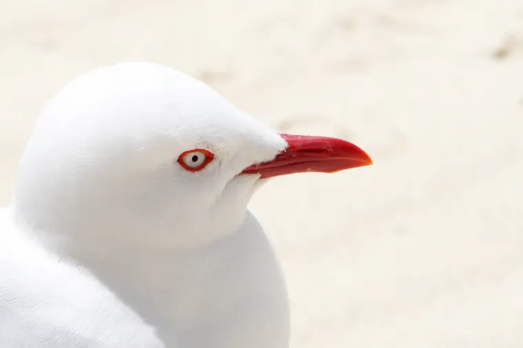 Gull