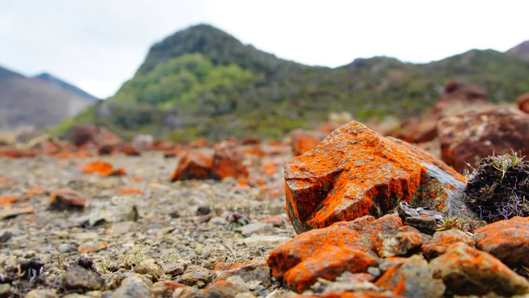 Lichen on Scree