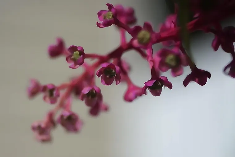 Magenta Spray