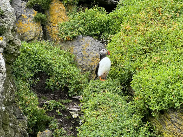 Puffin