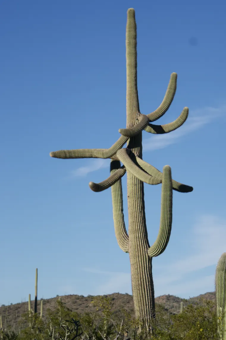 Saguaro, Many Arms