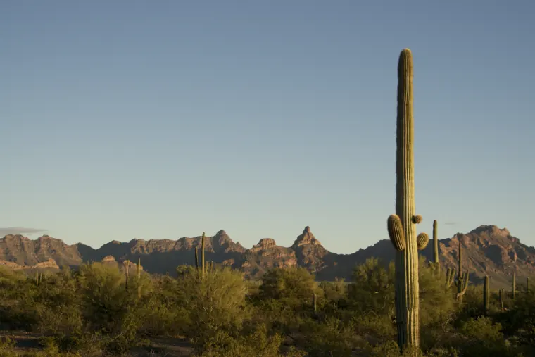 Saguaro, Last Sun