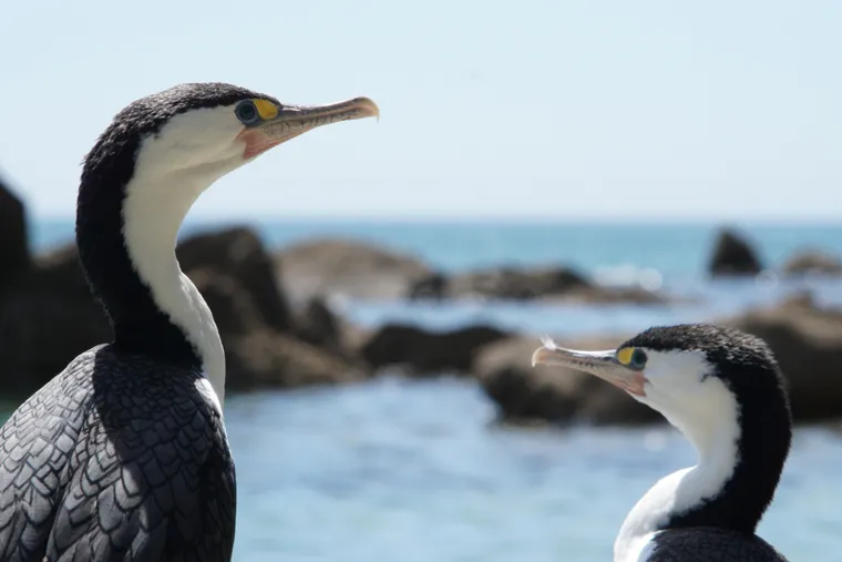 Pair, Shags